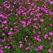 Dianthus deltoides confetti pink / Mezei szegfű rózsaszín